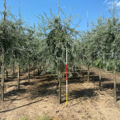 Silverpäron - Pyrus salicifolia 'Pendula' - Stammens omkrets 16-18 cm, höjd 3,5-4 meter, 225ST DRKL